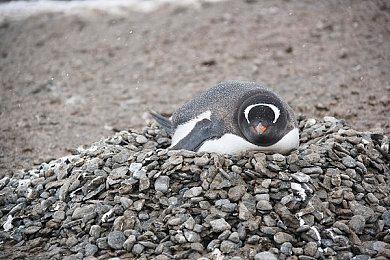 RTS游戏《矮人海姆》月底停服 单人模式也无法进入